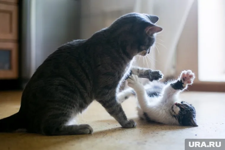 Рекомендуется сократить контакты животных с больными людьми