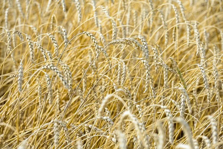 Дубровский и пшеница Челябинск, поле, пшеница, урожай, нива, колосья