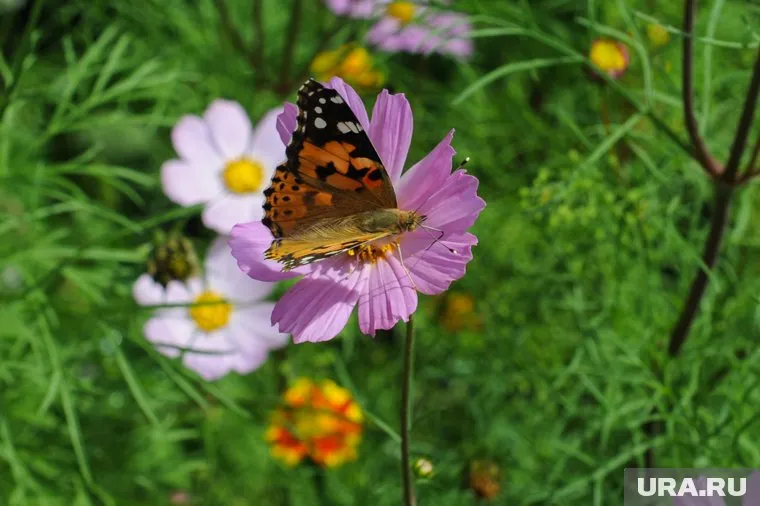 Космея устойчива к засухе