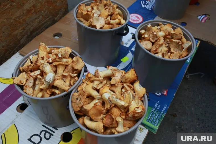 Любители отмечают высокий урожай грибов летом 2023 года