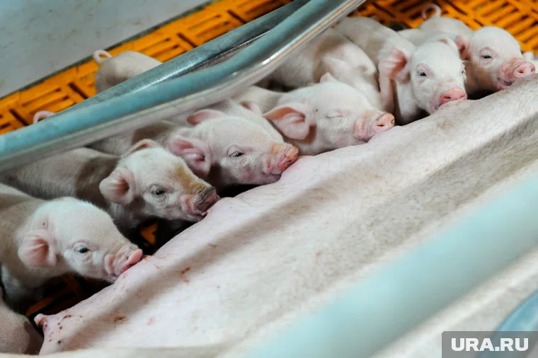 После модернизации свинокомплекс вышел на полную мощность работы 