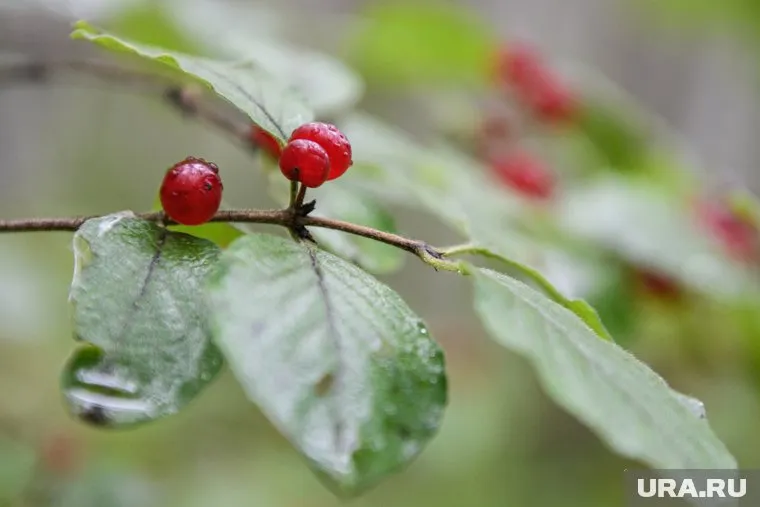 Волчье лыко, напоминающее облепиху, полностью ядовито