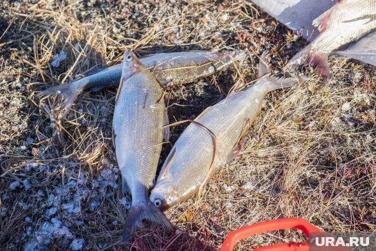 Всего общественники насчитали три сотни голов погибшей рыбы (фото из архива)