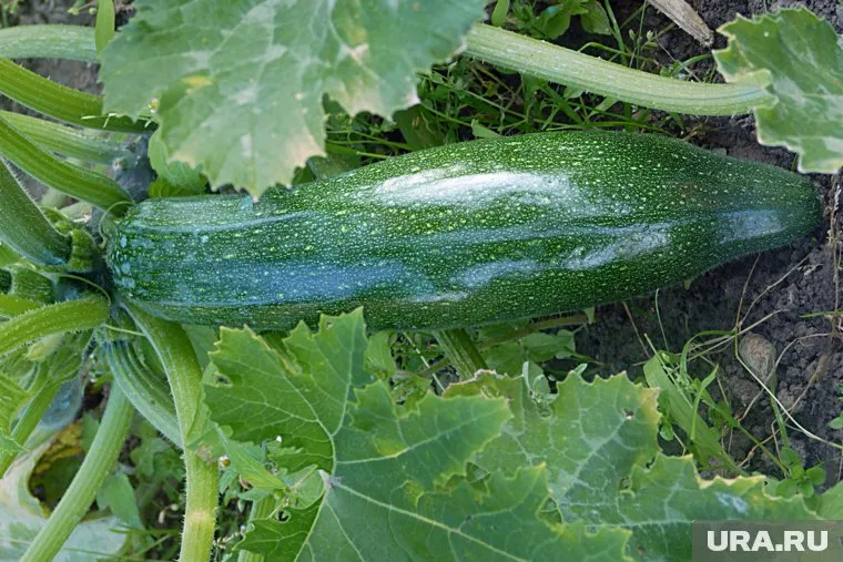 Кабачки могут гнить из-за частых дождей