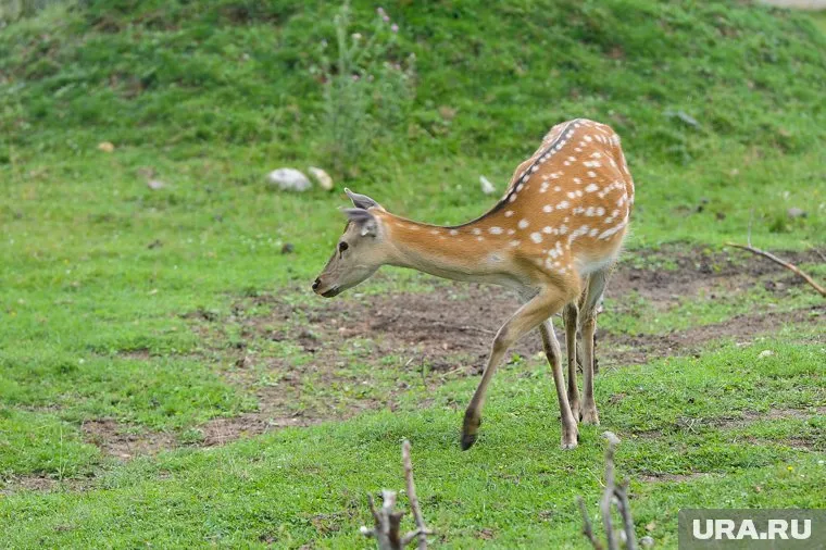 Сейчас оленята чувствуют себя хорошо 