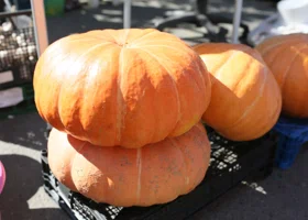 Слухи ЯНАО: тыквы пугают ямальцев