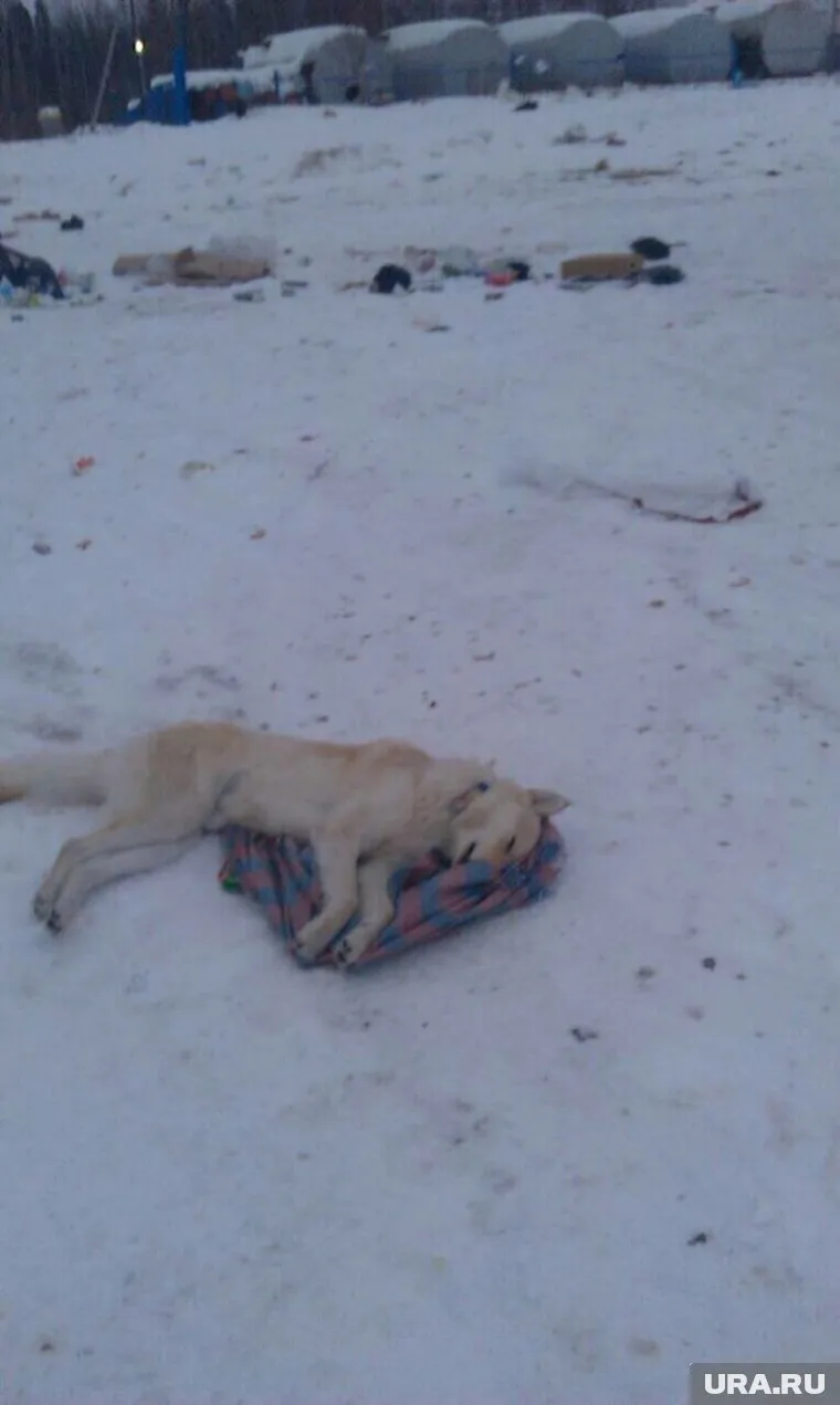 Животных находят в разных частях крупного поселка