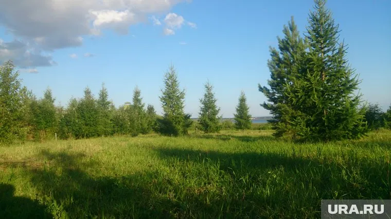 Участок представляет собой равнинную местность с деревьями (фото из архива)