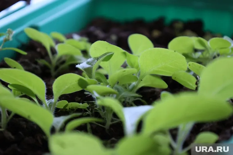 В феврале у дачников начинается активная подготовка к садоводческому сезону