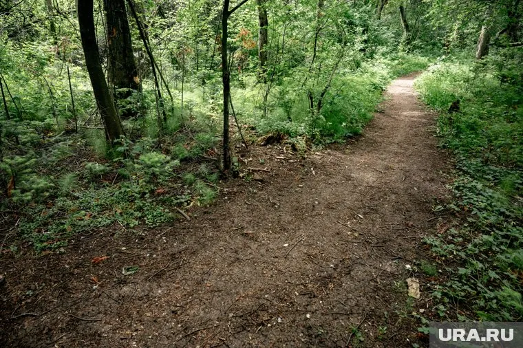 Мужчина ушел в лес, сняв обувь и перевязав футболкой раны