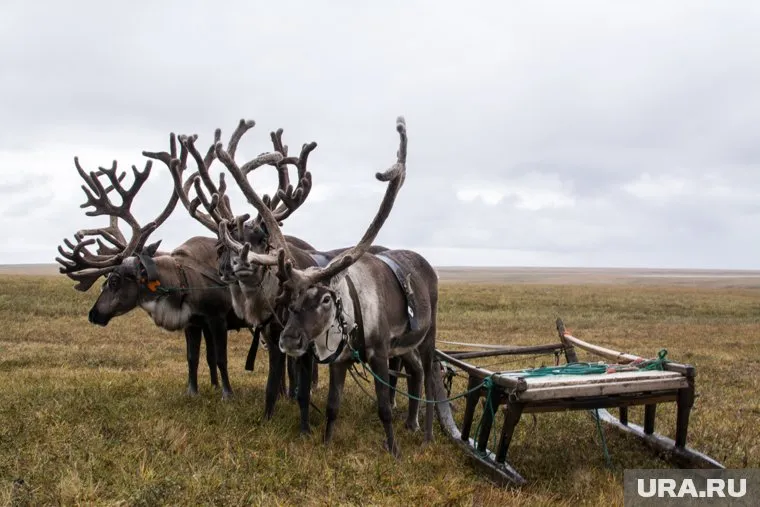 Первый случай падежа оленей от сибирской язвы на Ямале произошел 7 июля. Ученые дали подробный отчет по итогам расследования