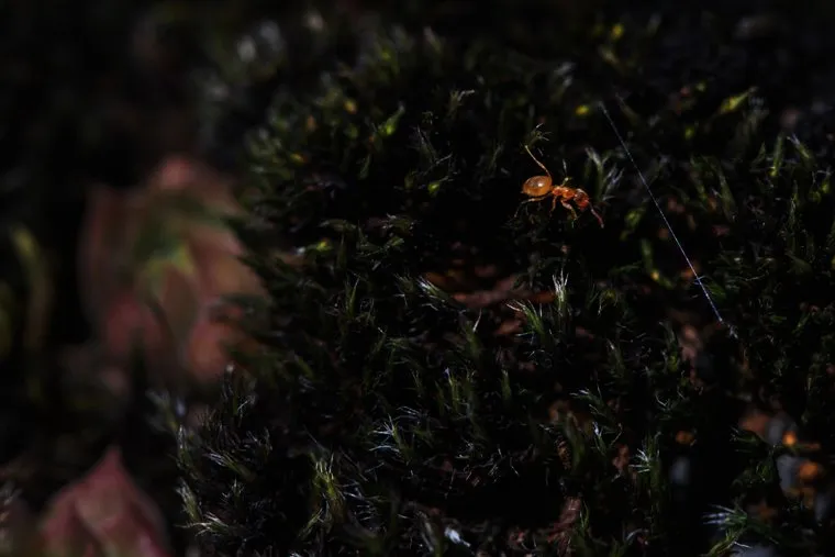 Муцо (????), Грузия,XII век.Останки в склепах —  последствия чумы 1850г., считается, что сюда приносили умирать больных из села Ардоти