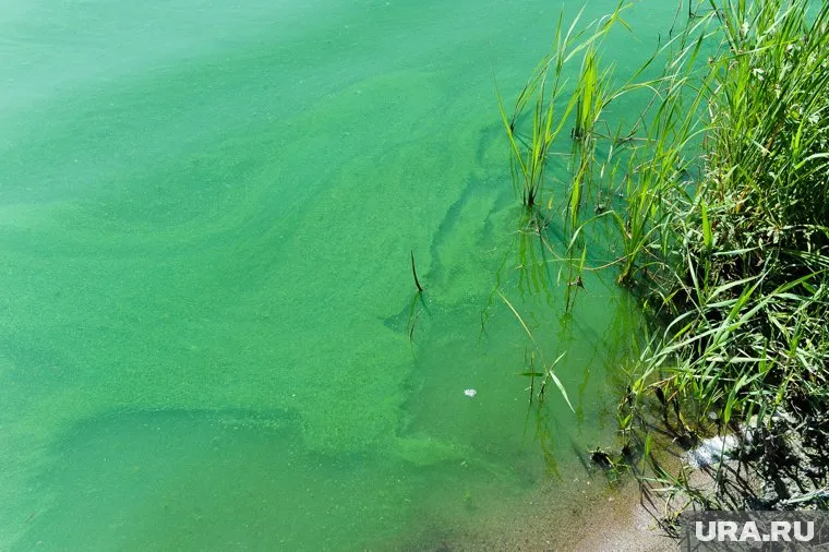 Цветение водорослей придает воде сильный неприятный запах аммиака
