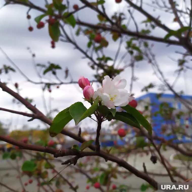 Теплые дни начала сентября обернулись цветением яблонь