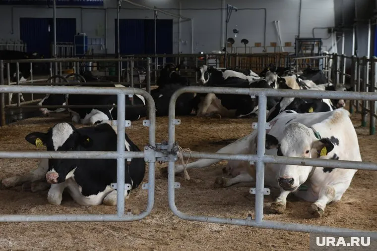 Компания депутата курганской облдумы режет дойных коров ради запуска прибыльного мясного предприятия