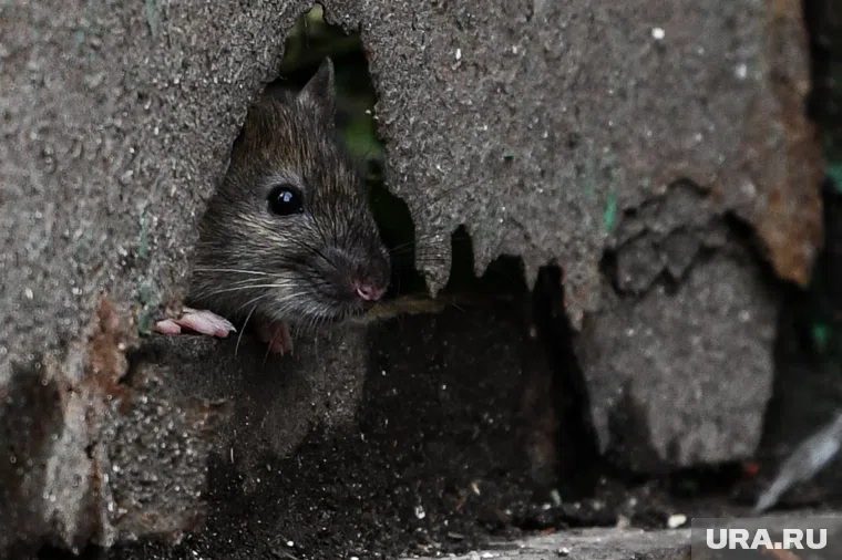 Грызуны наносили ущерб припаркованным во дворе автомобилям, проникали в подвалы и подъезды
