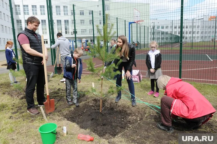 На аллее было высажено 450 деревьев