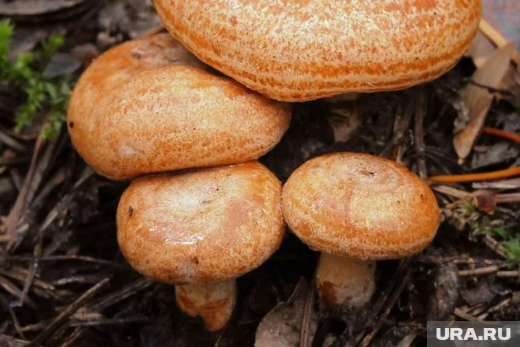 Рыжики всегда растут стайками