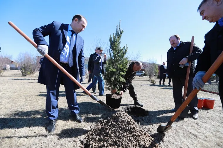 Шум шатрово необр