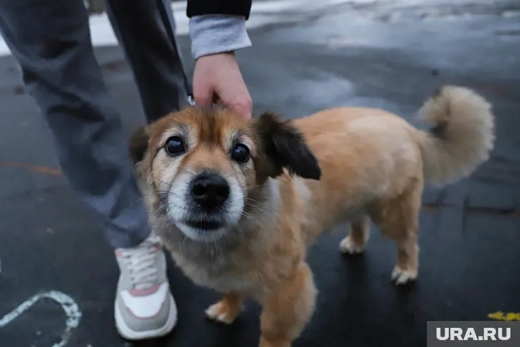 Юрист рассказала, за что могут оштрафовать владельцев животных