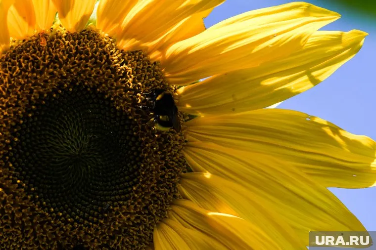 Саранча может уничтожить подсолнухи