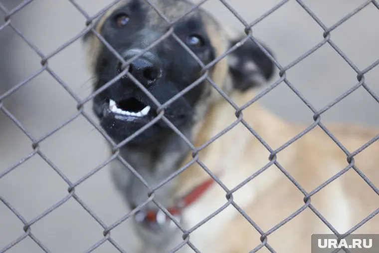 В сентябре этого года в Пуровском районе собака укусила ребенка