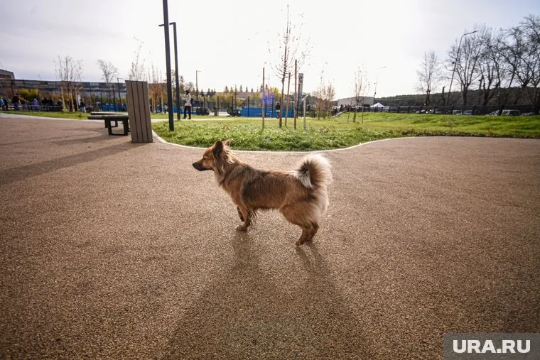 На площадке, где мать выгуливала своего ребенка на поводке, находилась настоящая собака