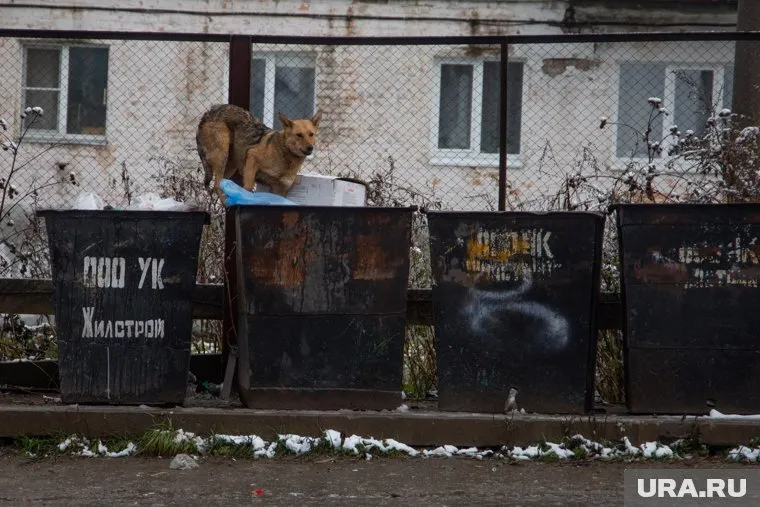 Следствие считает, что Ольга Муравьева не уследила за бродячими собаками