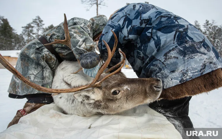 От количества оленей зависит субсидиарная поддержка отрасли 