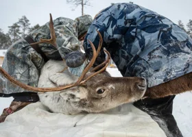 Аудиторы пересчитают северных оленей на Ямале