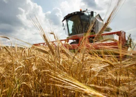 В Тюменской области собрали рекордный за всю историю урожай картофеля