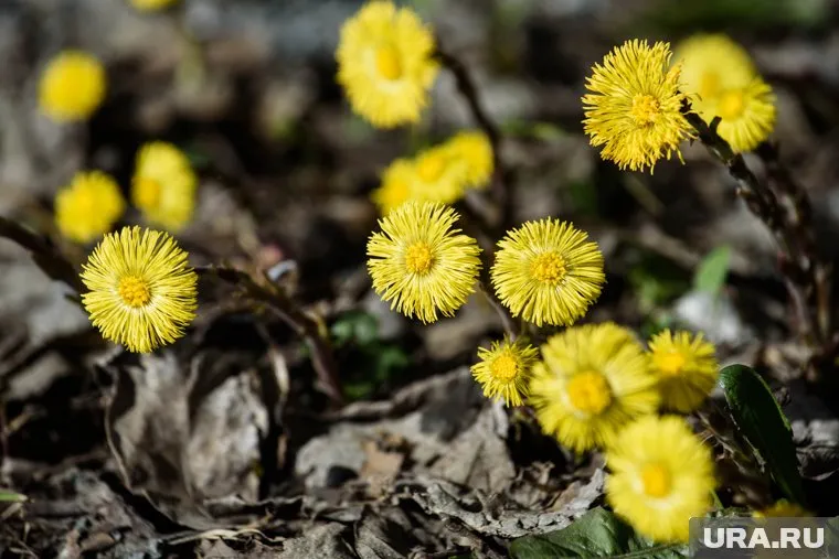 Жаркая погода задержится в Челябинске совсем недолго