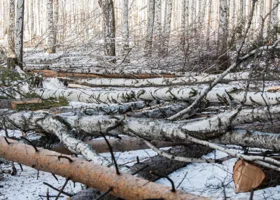 В Тюменской области «черный лесоруб» пойдет под суд за уничтожение берез  