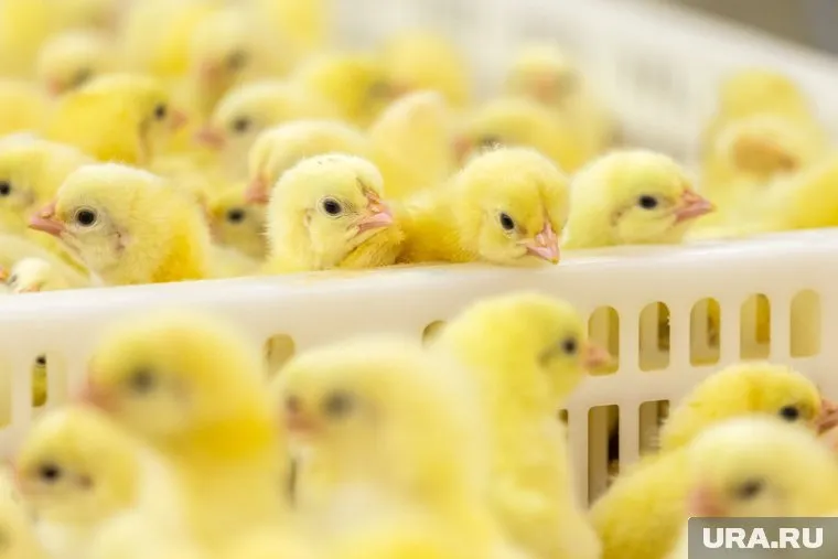 Охрану «жителей» и объектов птицефабрики и во второй раз выиграла компания, которую ранее оштрафовали вместе с «Боровской»