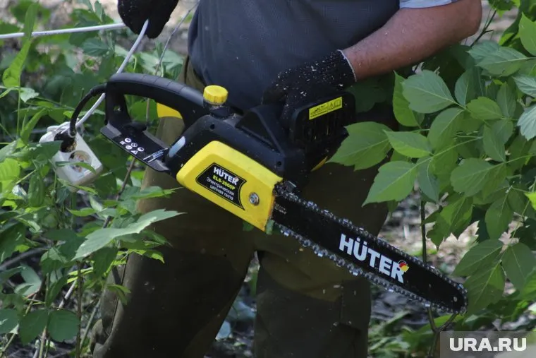 По данным жителей, было спилено несколько деревьев (архивное фото)