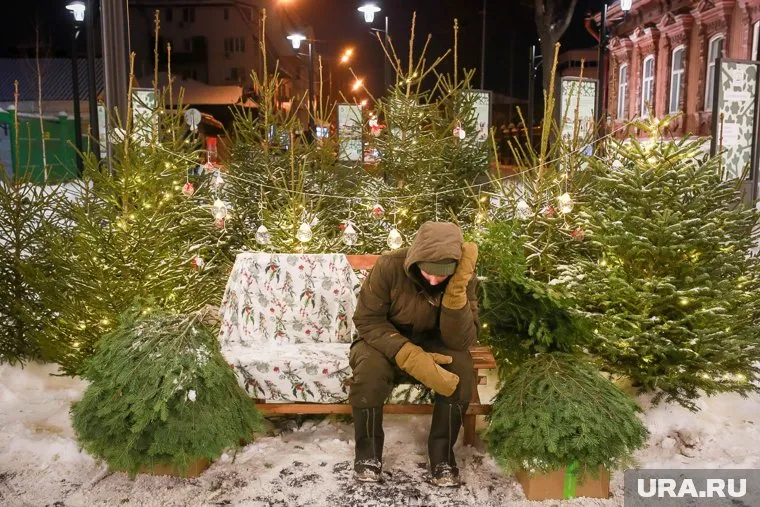 Елки будет принимать в специальных точках сбора и местном зоопарке
