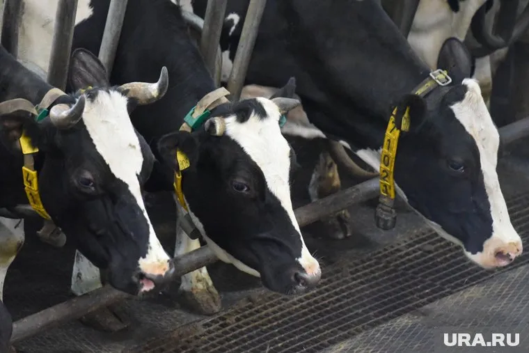 Агрохолдинг пытался получить субсидию для возмещения затрат на содержание поголовья рогатого скота