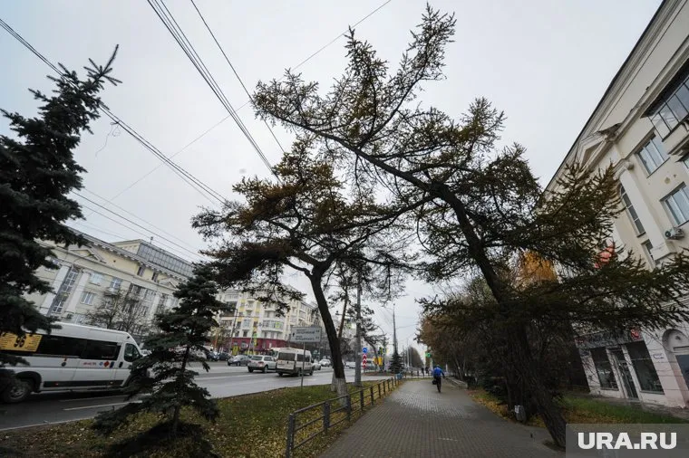 Даурские лиственницы в центре Челябинска росли уже больше века