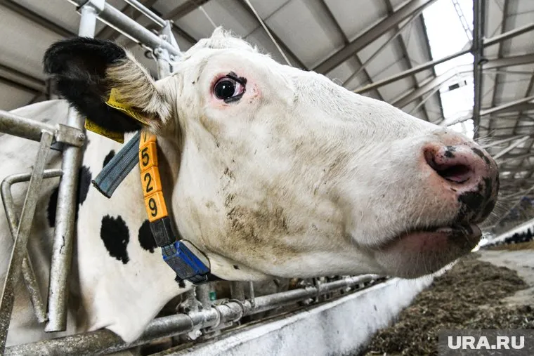 Инцидент произошел в поселке Луговской Свердловской области