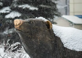 Теплый фронт принесет в Пермский край дожди и мокрый снег