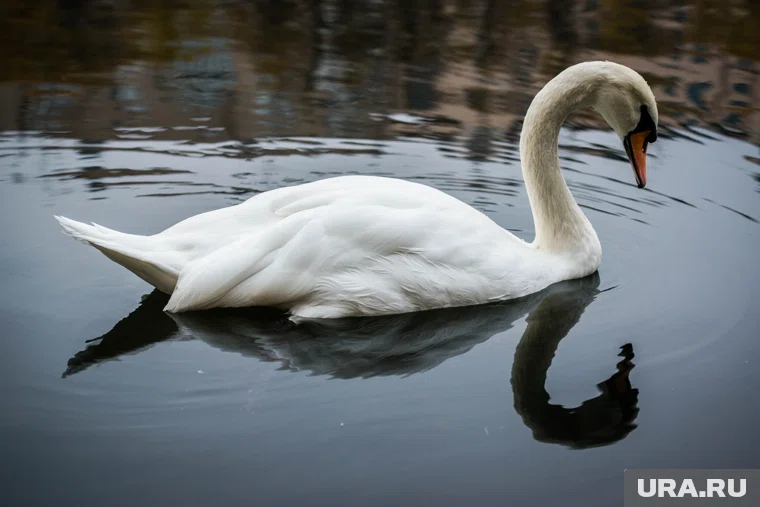 Подойти к птицам по льду невозможно из‑за его недостаточной прочности