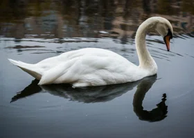 Пермяки просят помочь лебедям, которые вмерзли в реку