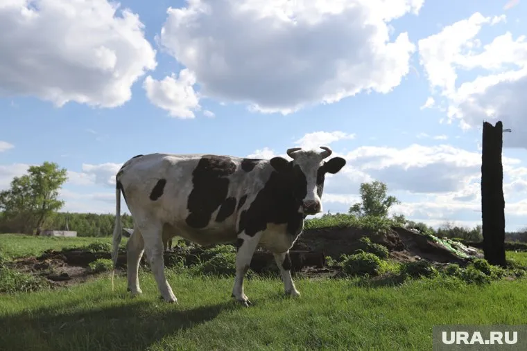 Фермер выкупает престарелых коров, чтобы их не отправили на убой