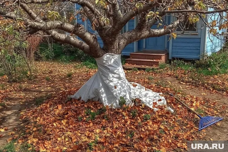 В ноябре садоводы укрывают деревья от морозов