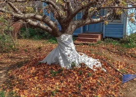 Сад в ноябре: что нужно сделать для богатого урожая в 2026 году