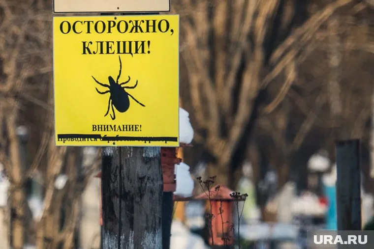 Опасные насекомые уже начали охоту на тюменцев