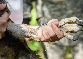 В Кургане краснокнижную раненую птицу лечат с помощью аппарата Илизарова
