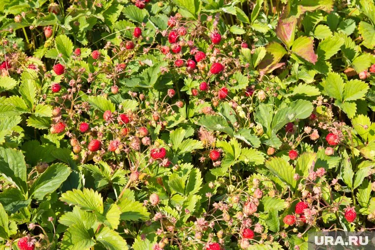 Сезонные рабочие ехали собирать ягоды. Их даже не собирается искать полиция