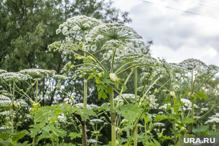 Яд борщевика может вызвать сильнейшие ожоги