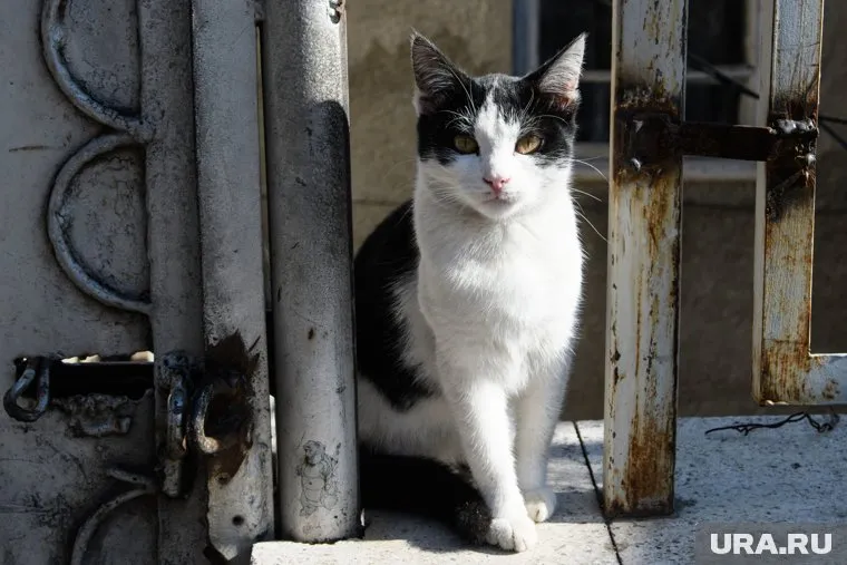 Многие животные остались в домах Шебекино, в то время, как их хозяева их покинули
